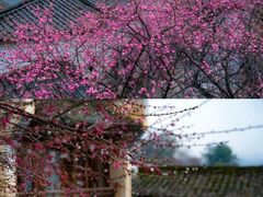 -篁岭景区