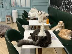 -安格丽娜·狗咖·猫咖羊驼咖(春熙路百盛商场店)