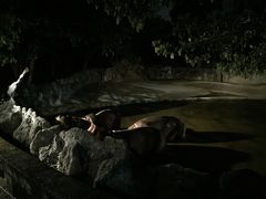 -清迈夜间动物园
