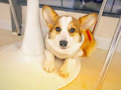 -怪兽屋·羊驼·猫咖·狗咖(俊华广场店)