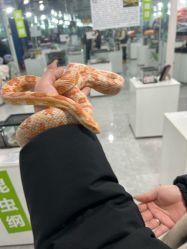 -神奇动物撸宠馆·羊驼·小浣熊·异宠(豫园店)