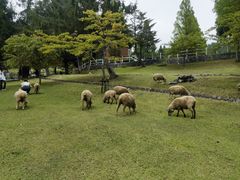 -神户市立六甲山牧场