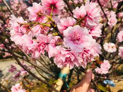 -天适樱花悠乐园