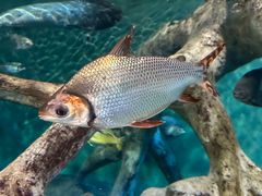 -上海海洋水族馆