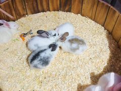 -正佳雨林生态植物园