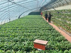 -大自然农场蔬菜草莓采摘园