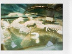 -鲁前海沿儿