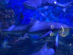 -烟台海昌鲸鲨海洋公园