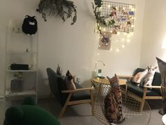 -豆老板的猫咖啡(碑林博物馆店)