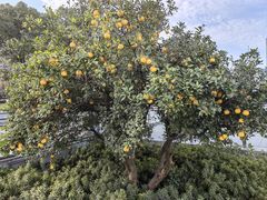 -映月湖中央公园