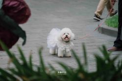 点击看大图 -美薇亭婚礼顾问