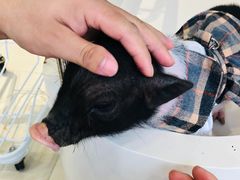 -怪兽屋·羊驼·猫咖·狗咖(俊华广场店)