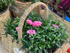 -双季花艺园艺市场(浦东店)
