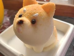 -柴犬高等学院·狗咖·柴犬售卖·宠物训练