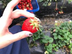 -聚缘草莓瓜果采摘基地(堵家村2店)