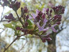 -龙湖星悦荟(颐和店)