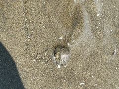 -启东黄金海滩景区