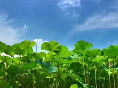 -荷塘月色湿地公园·向阳花洲