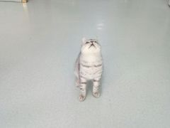 -汪喵宠物医院·骨科心脏影像·犬猫急重症ICU诊疗中心(成华分院)