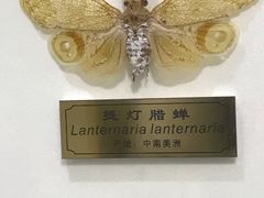 -上海昆虫博物馆