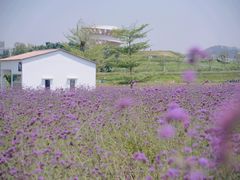 -光明小镇欢乐田园