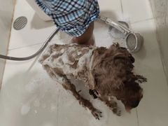 -当汪遇见喵宠物店