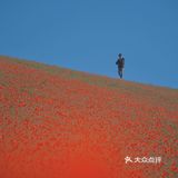 一起去天山吧，看那草原盛开的红花