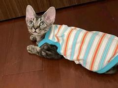 -山宅一喵德文卷毛猫舍