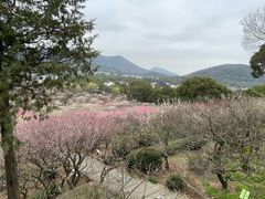 -香雪海