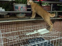 -宠颐生猫科·内科皮肤科(西平世纪城店)