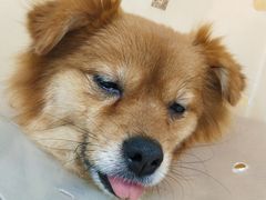 -美联众合动物医院·24h京西诊疗中心
