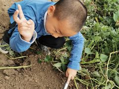 -田园东方蜜桃村的田野营地