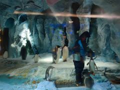 -帝企鹅自助餐厅•儿童岛•真企鹅(长隆企鹅酒店)