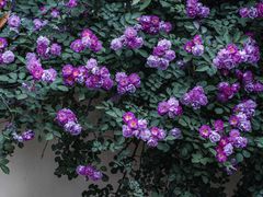 -颐和路民国时期公馆风貌区