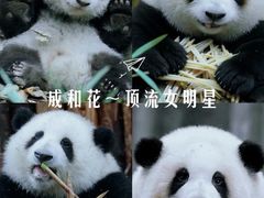 -成都动物园