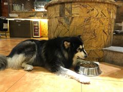 -more than meow吴止猫主题餐厅(承德 中船汇店)