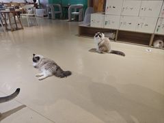 -藏猫猫咖啡主题馆(中央大道店)