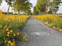 -西京湾花海