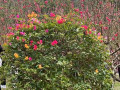 -桃花涧