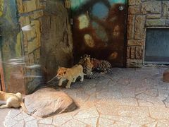 -上海野生动物园