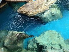 -海合安武汉极地海洋公园