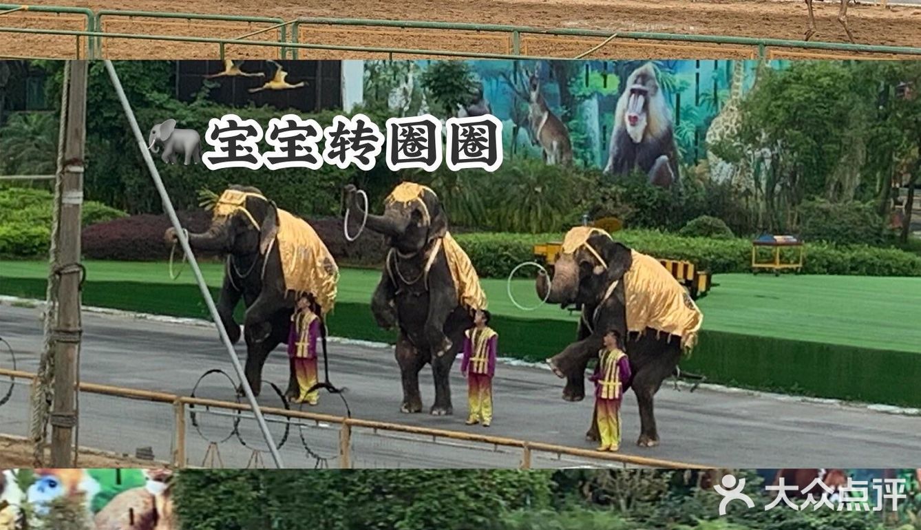 深圳|假日出游·野生动物园里的憨憨们在等你👋🏻