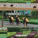 深圳|假日出游·野生动物园里的憨憨们在等你👋🏻