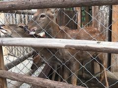 -静之湖湖畔餐厅