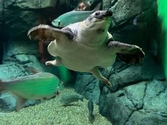 -上海海洋水族馆