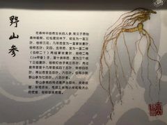 -云岭野山参风景区