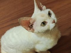 -楼上猫咖(罗湖店)