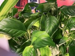 -管氏翅吧(台湾街店)