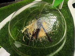 -深圳国际园林花卉博览园