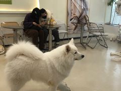 -共舞时光猫咖·狗咖(新街口店)